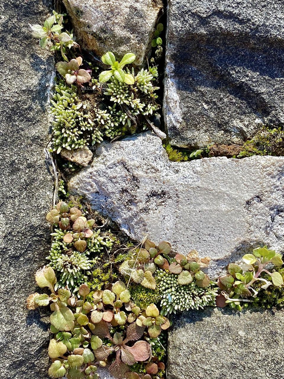 A collection of plants growing in the cracks between paving stones in a walkway