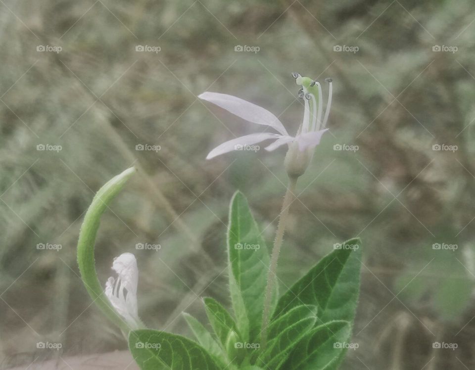 motivate yourself like a flower to grow and look so beautiful. Well, don't look at the good and the bad but all that is good. according to what we have, stay grateful guys.