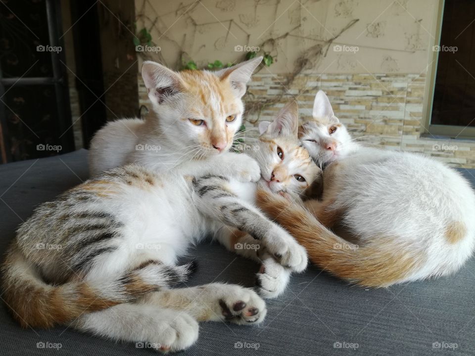 cats, kittens, cute cats, baby cats, cat family