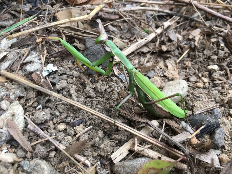 Praying mantis