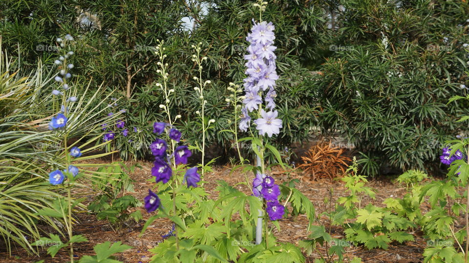Purple and white flower in a flower garden 