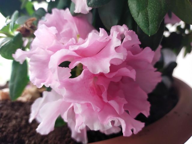 Pink flower