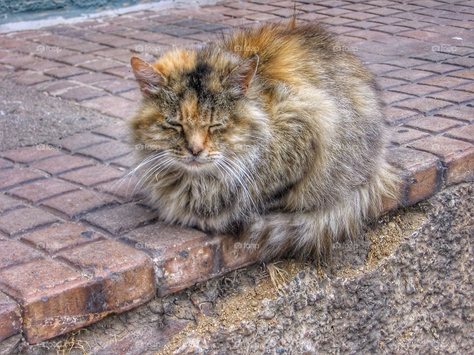 Cats. Chilean Cat