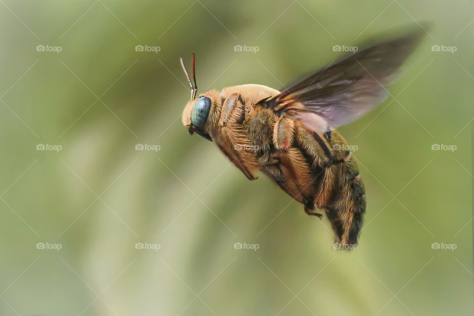 flying carpenter bee