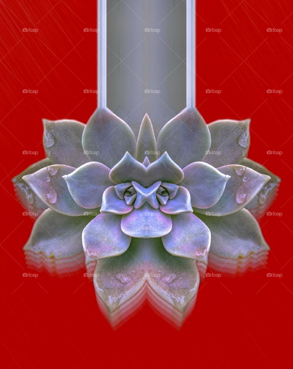 sempervivum illustration