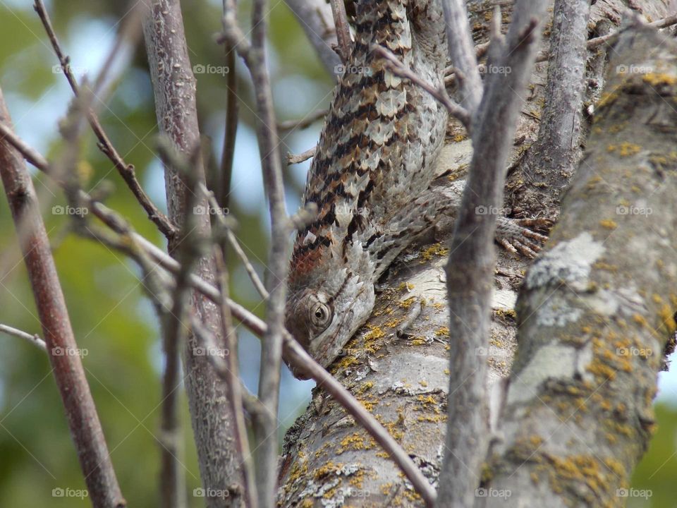Tree lizzard