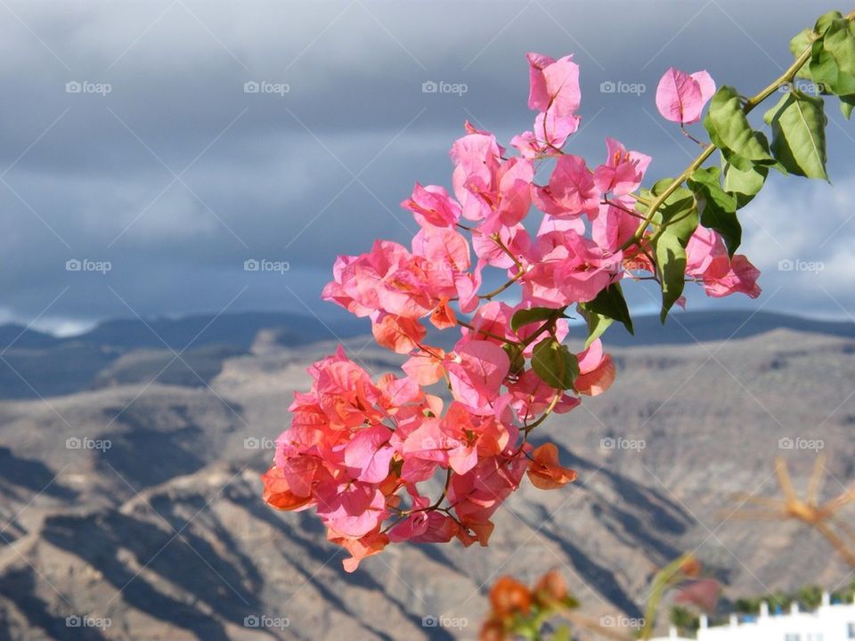 Flowers close-up