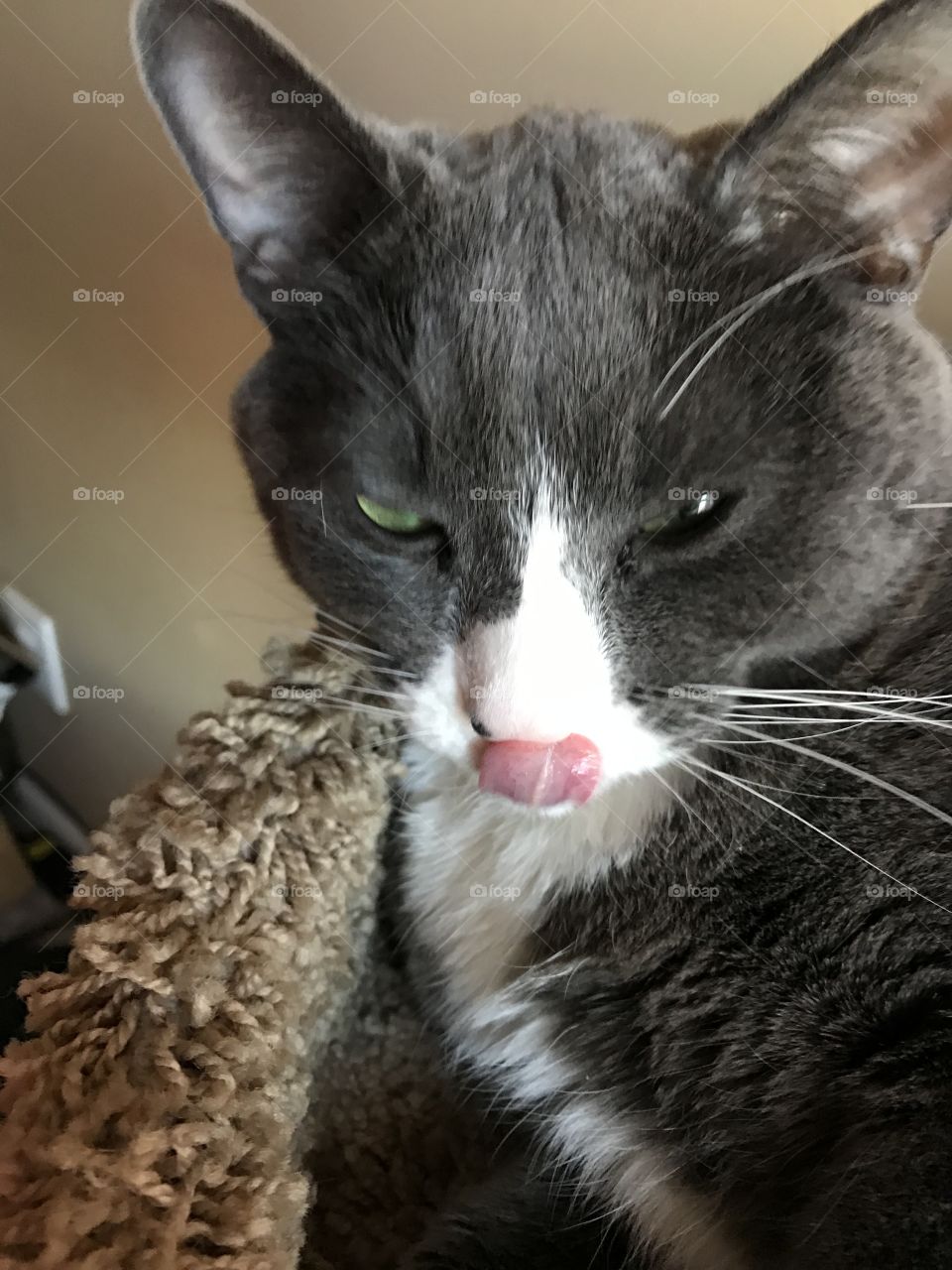 Cat got its tongue?