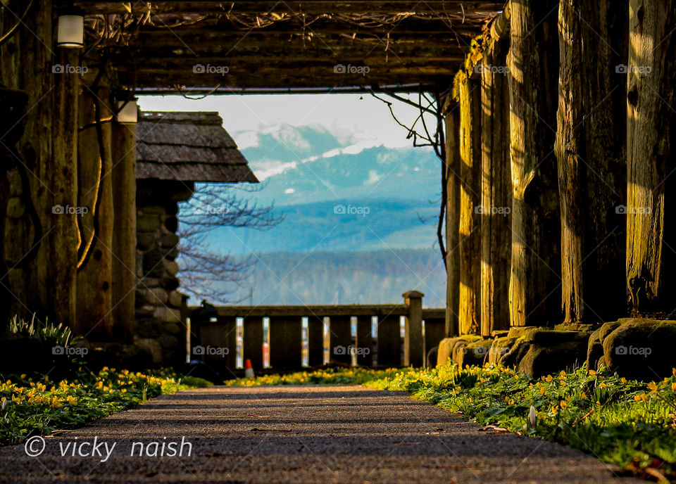 A hazy view of the mountains through a heavy wooden arbour. The arbour holds heavy old vines of purple wisteria in the summer but now the morning sun shines on the green grass, purple crocuses & yellow aconite.