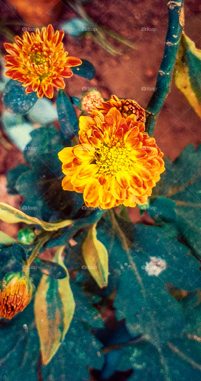 yellow flowers in garden