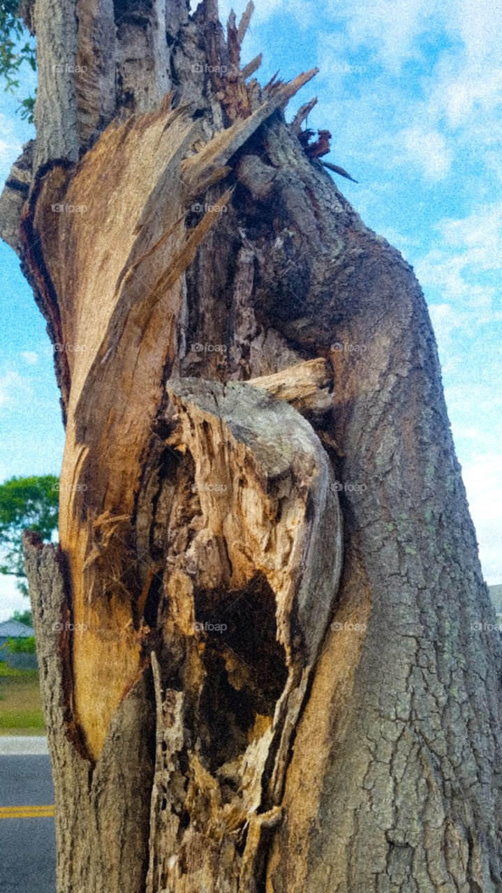 tree trunk split, sick