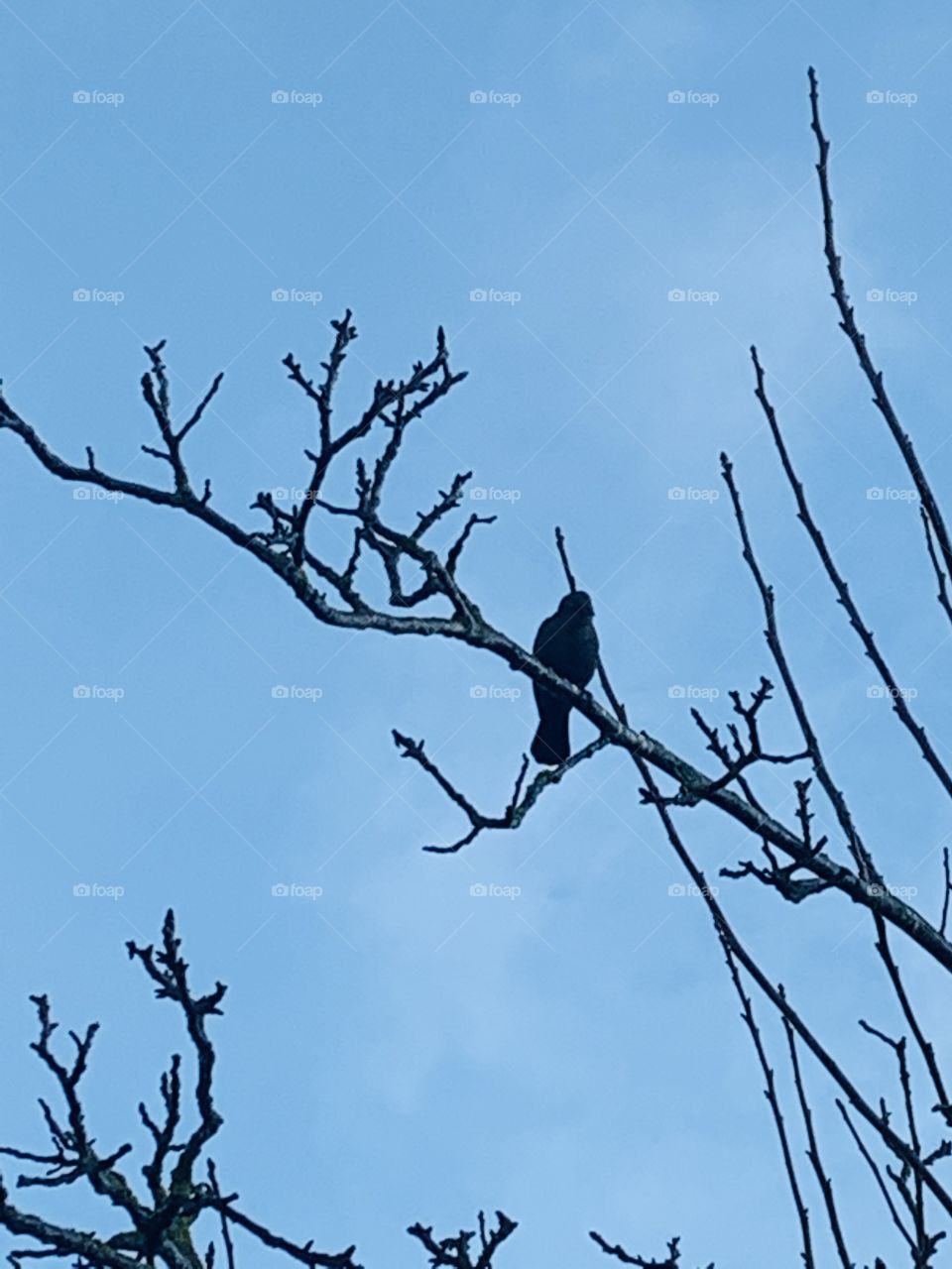 A bird on a branch on a nice day