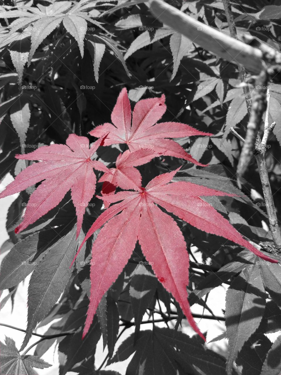 Red leaves