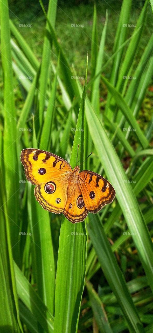 A yellow butterfly perched on the tip of a leaf