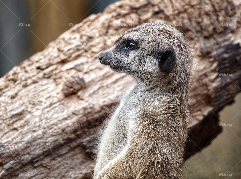 Meerkat posing for a close up 