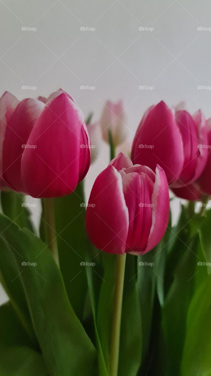 Tulips