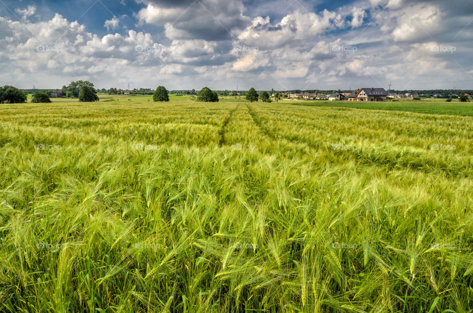 Green wheat field and cloudy sky