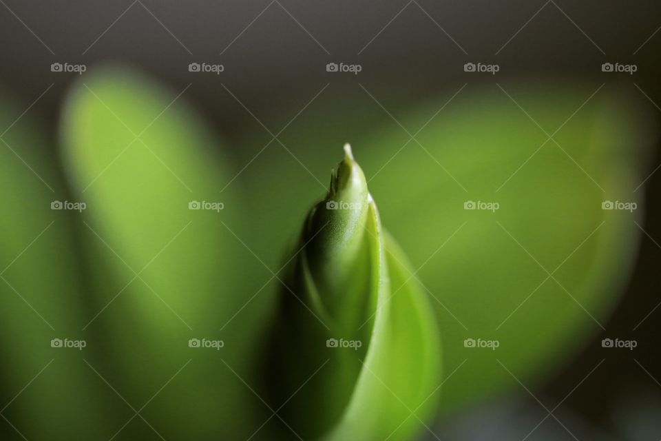 Leaf, No Person, Blur, Nature, Flora