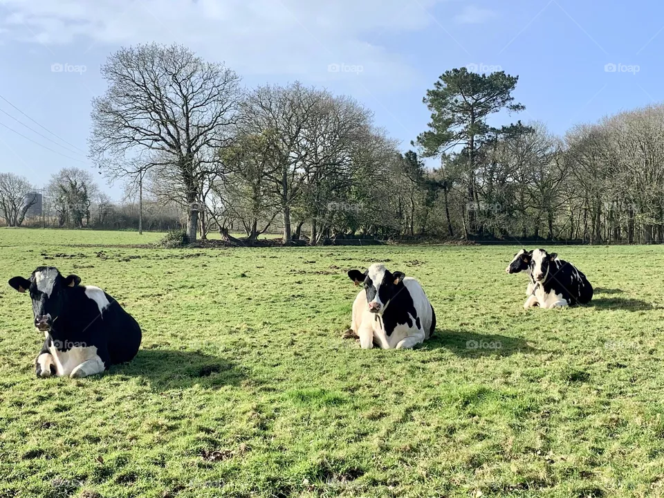 Cows
