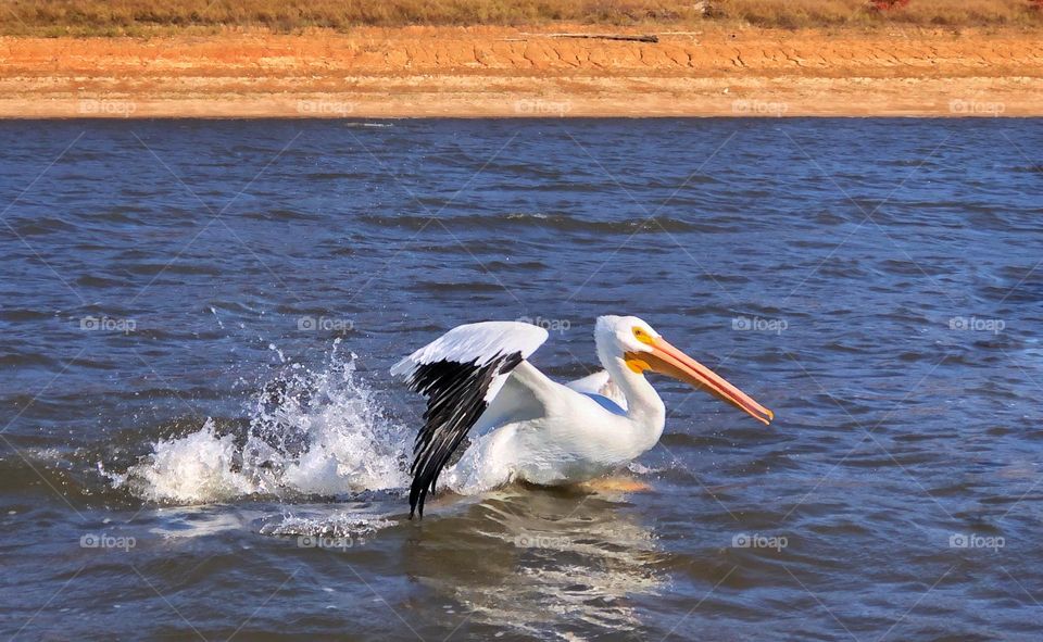 Pelican on the lake