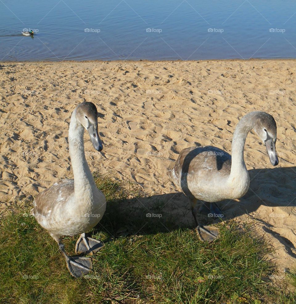 swans