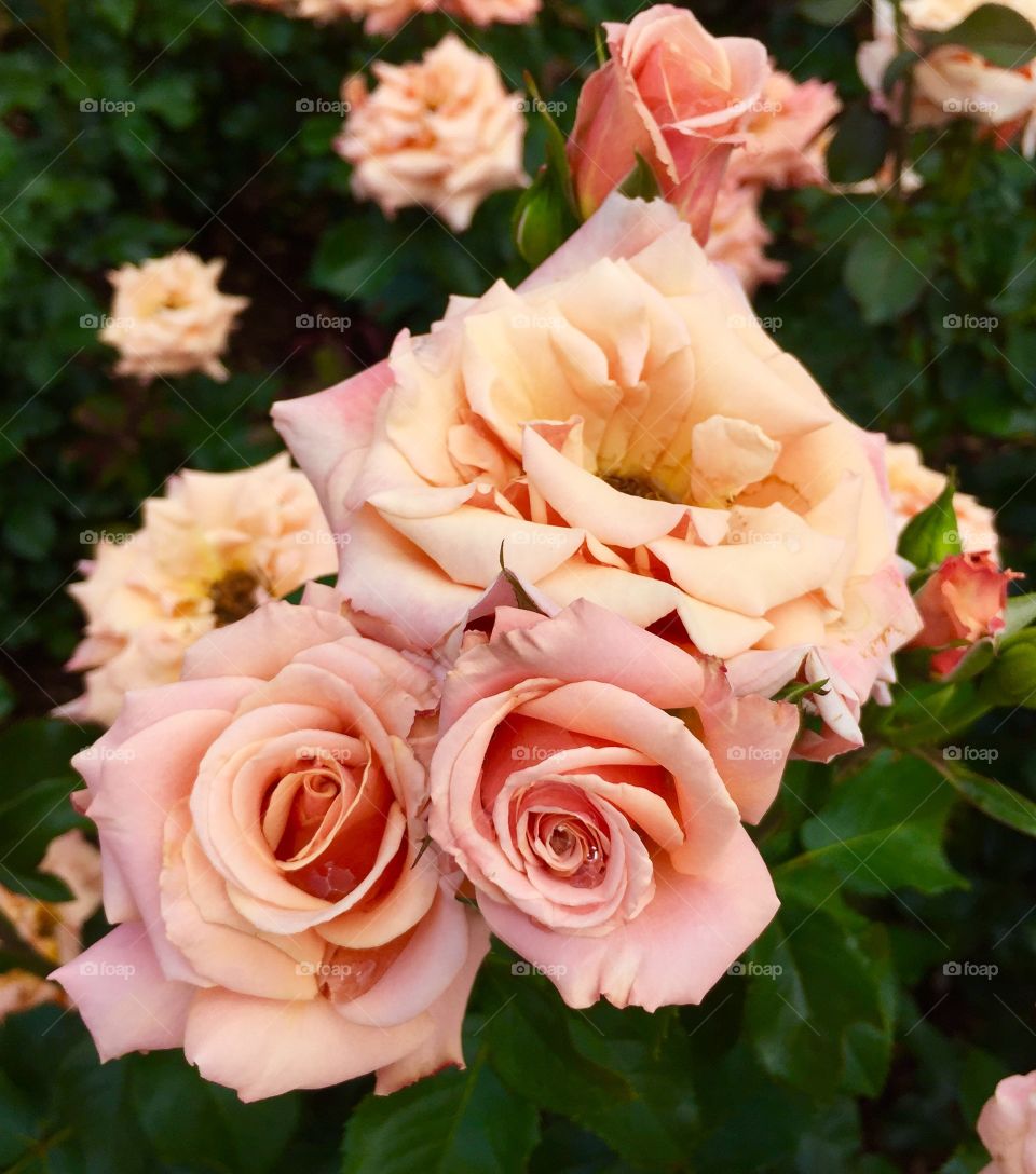 Bouquet of orange roses