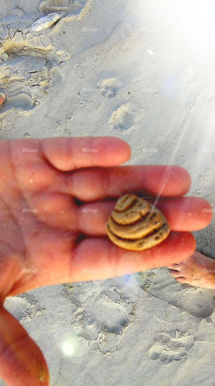 My hobby is collecting "Pawleys Money" seashells  I will  spend hours on Pawleys Island for this particular type of shell.