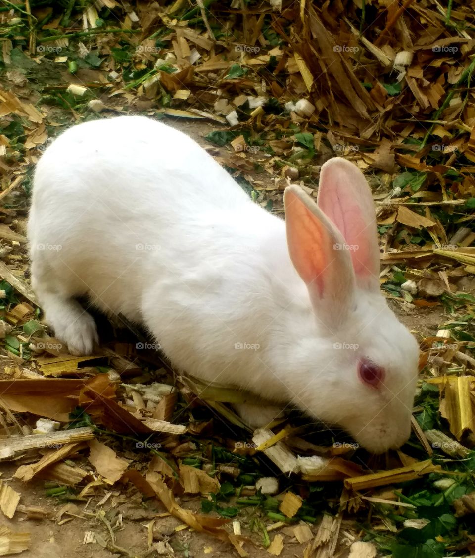 my beautifull Rabbit