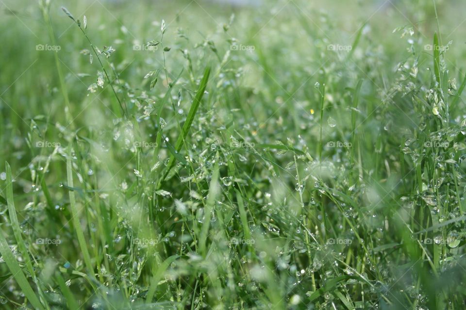 Green grass after the rain 