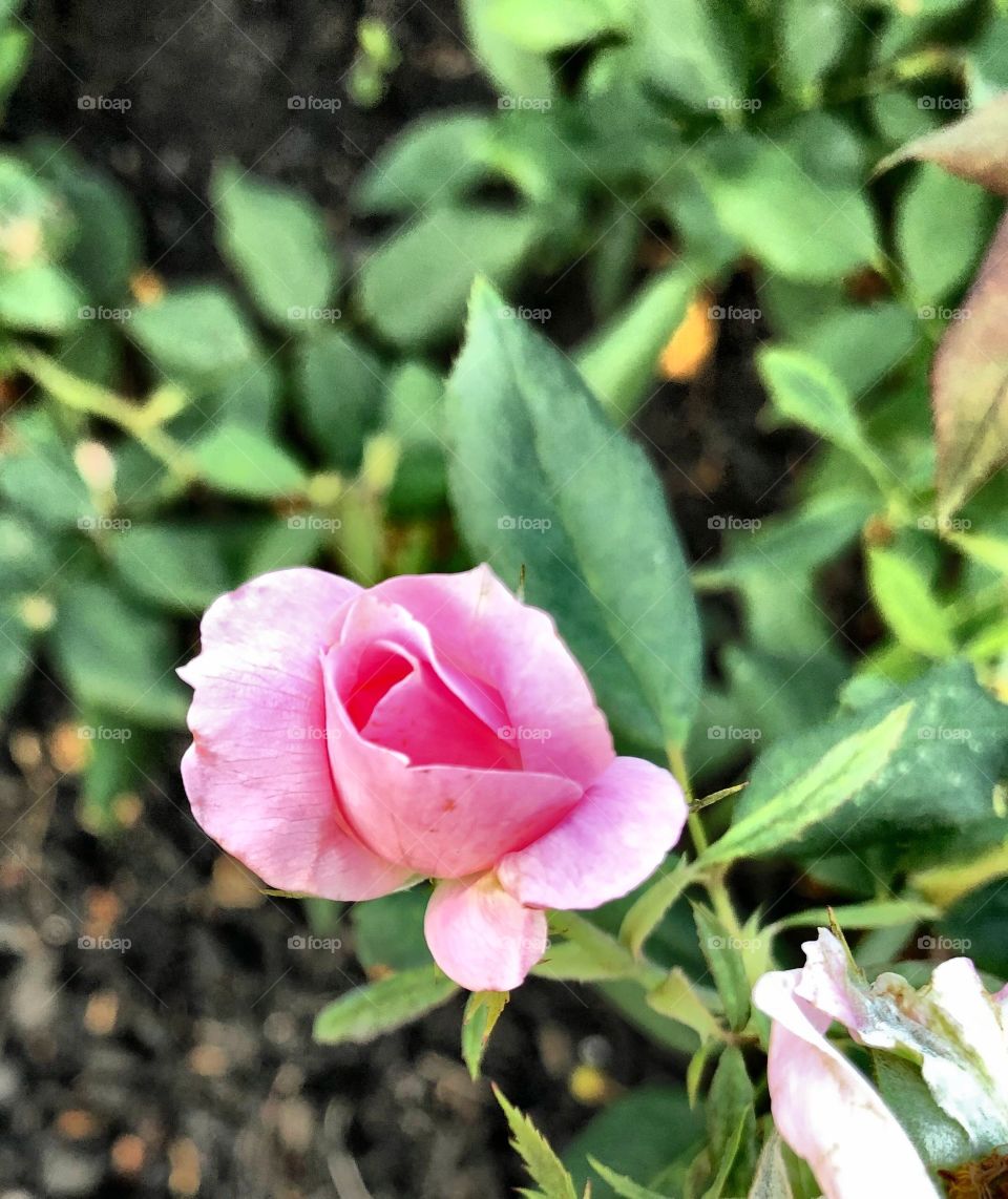 Beautiful pink flower 