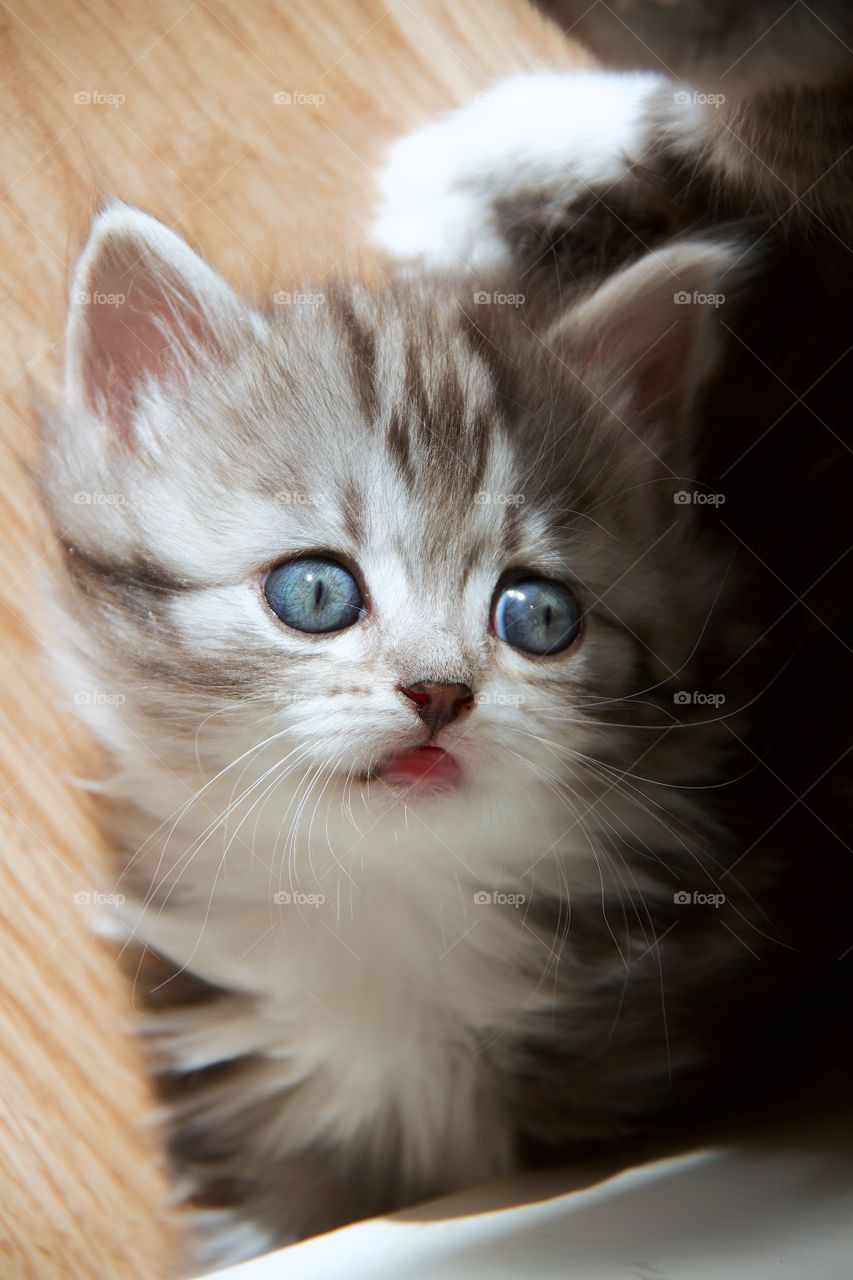 kitten with big blue eyes
