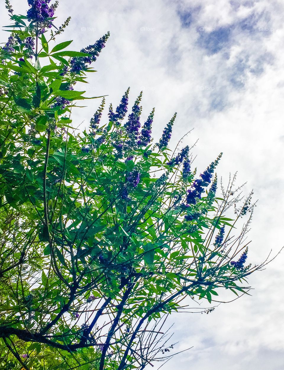 Chaste berry tree in bloom