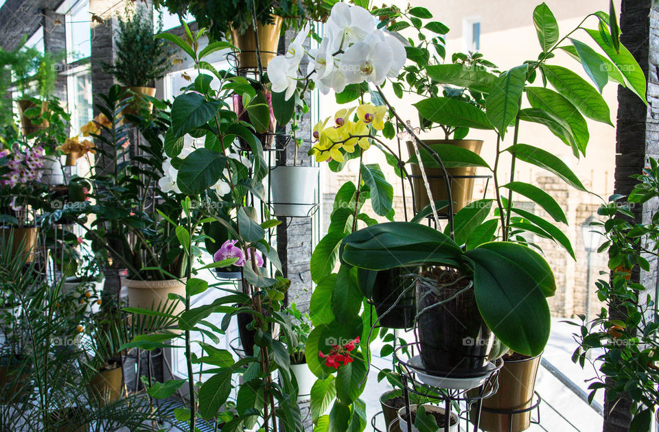 House plants in pots