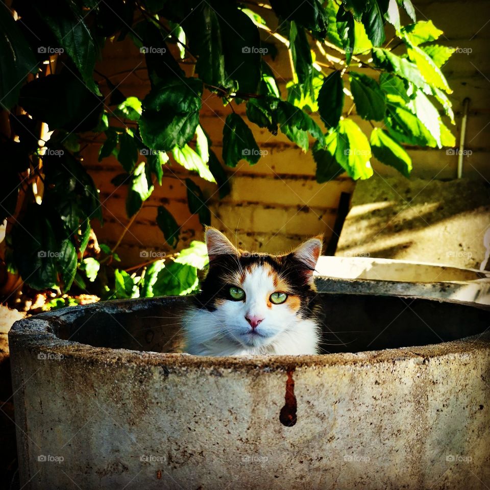 Cat in the concrete jungle