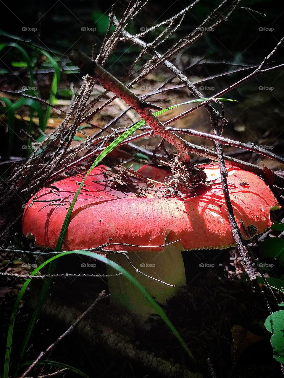 Mushrooms.  Russula in the grass.  Sunlight falls on a red mushroom cap
