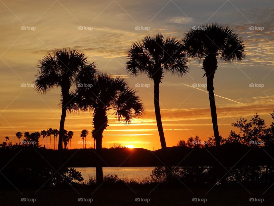 Four Palms Sunrise