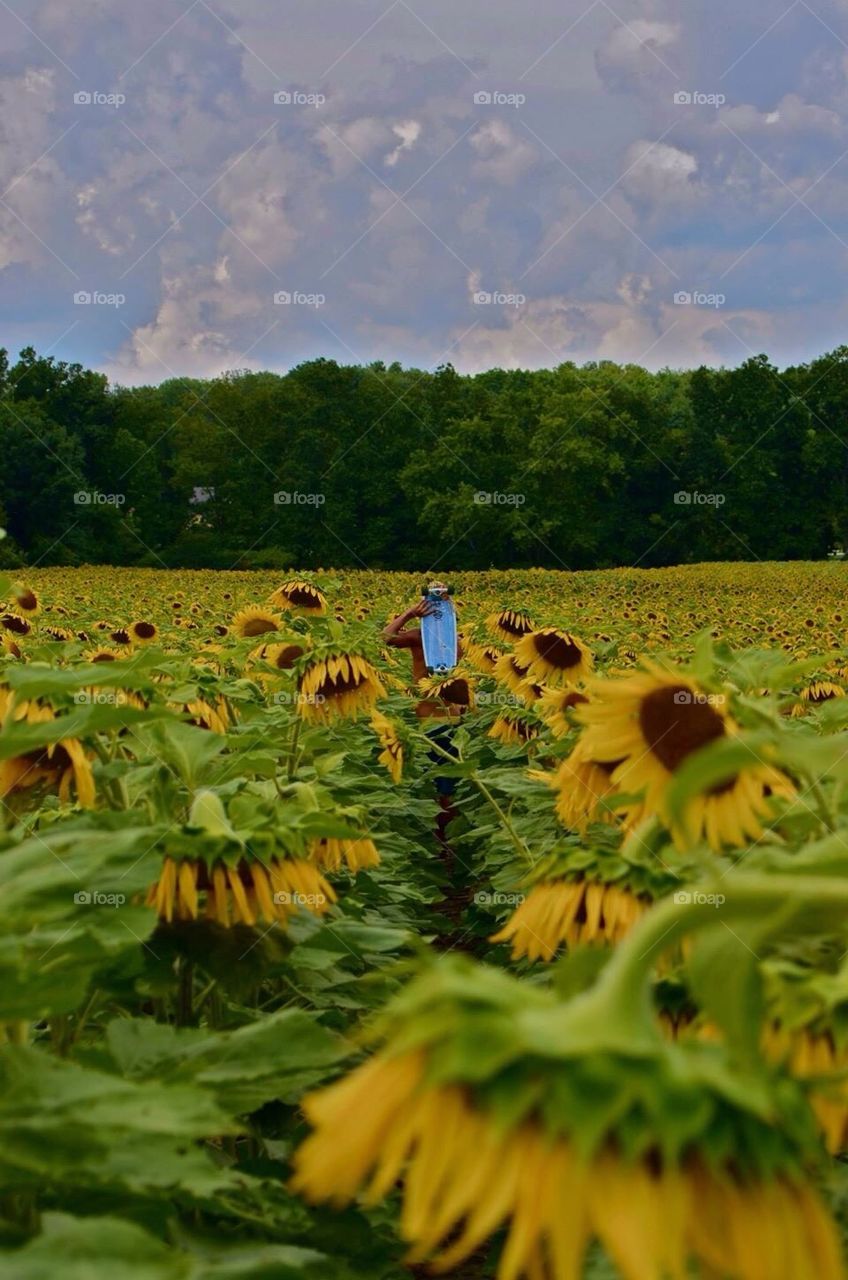 Sunflower Fields Forever