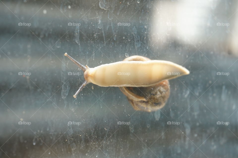 Snail on a window 