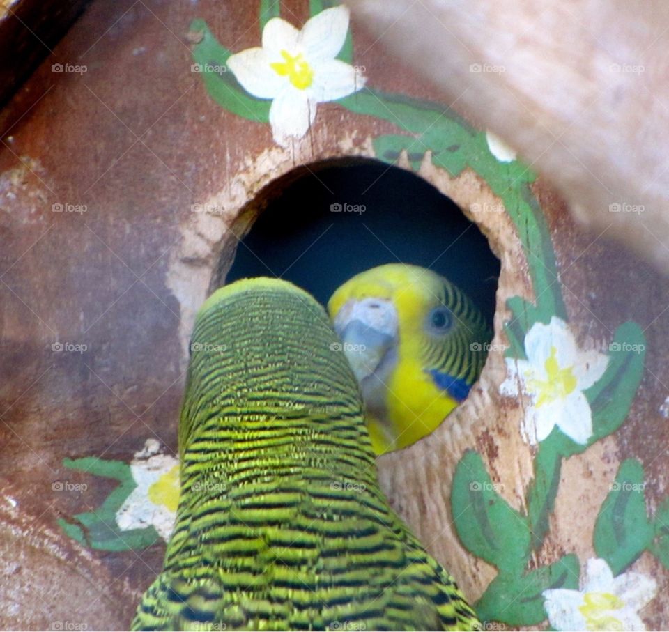 Two Parakeets in Love