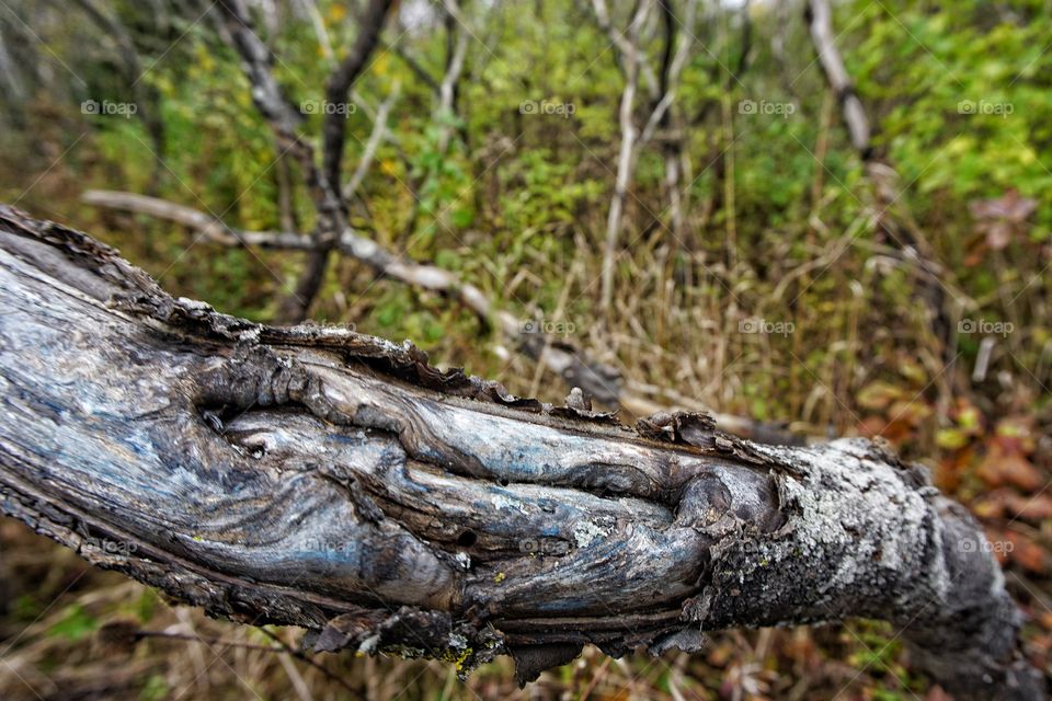 Tree Bark up Close