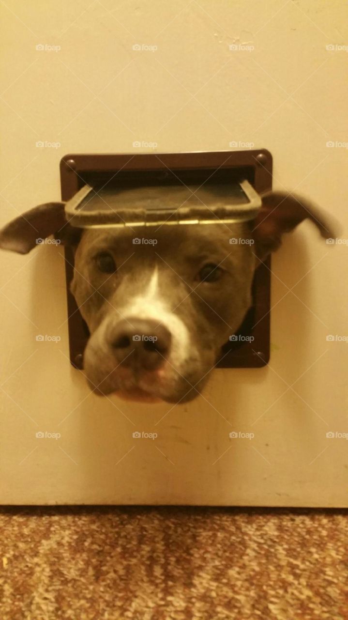 Here's good old Blue our pitbull poking his head through the cat door that leads to the basement. Adorable! Mind the pet artwork aka slobber and wet nose marks on my door...
