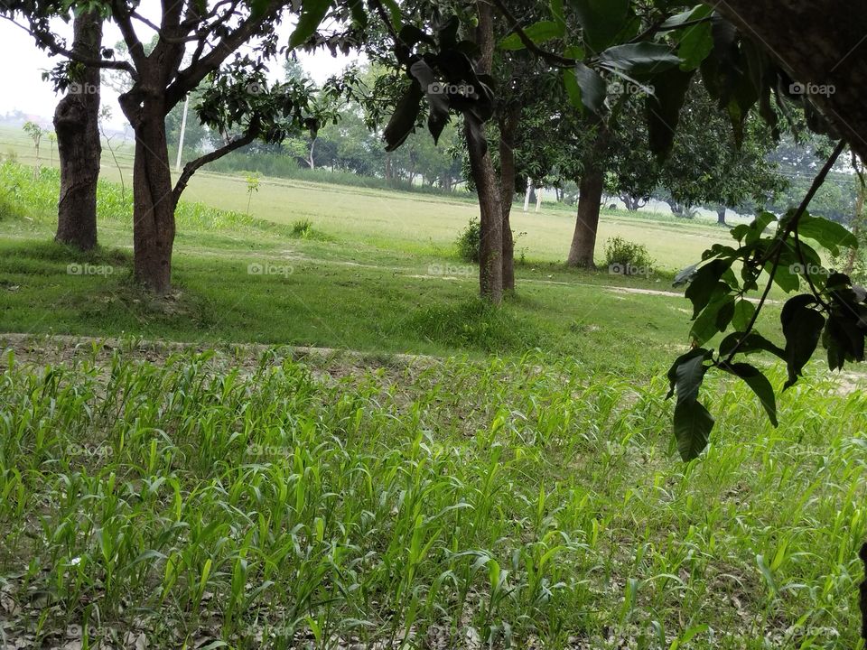 Field