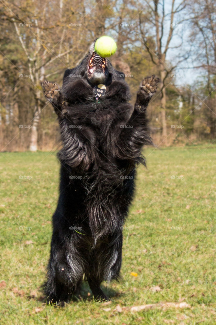 Dog catching ball