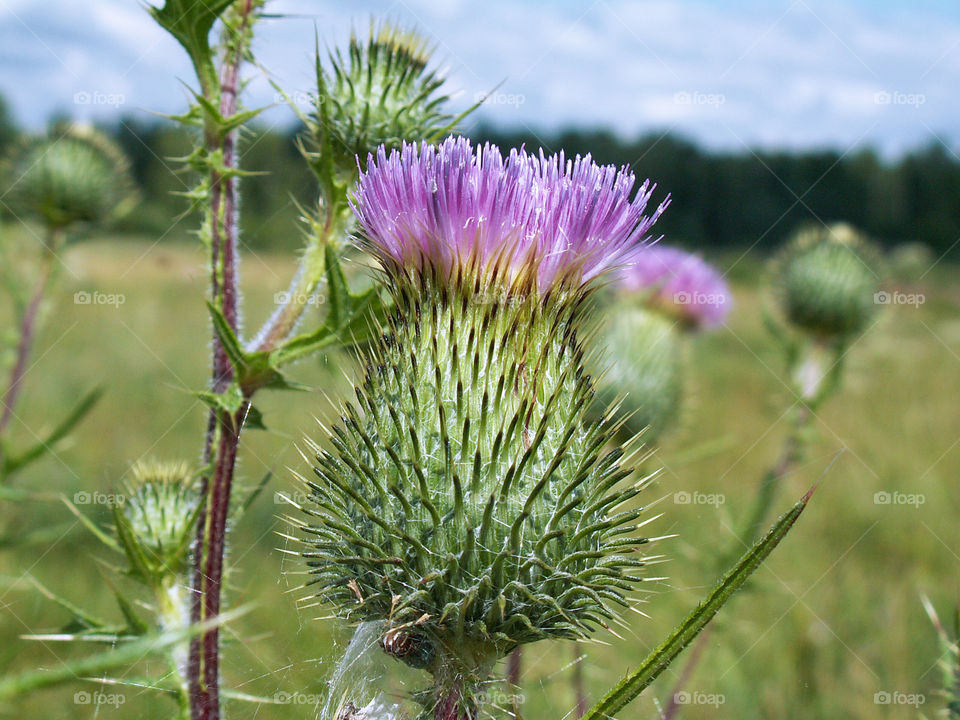 Thistle flowers