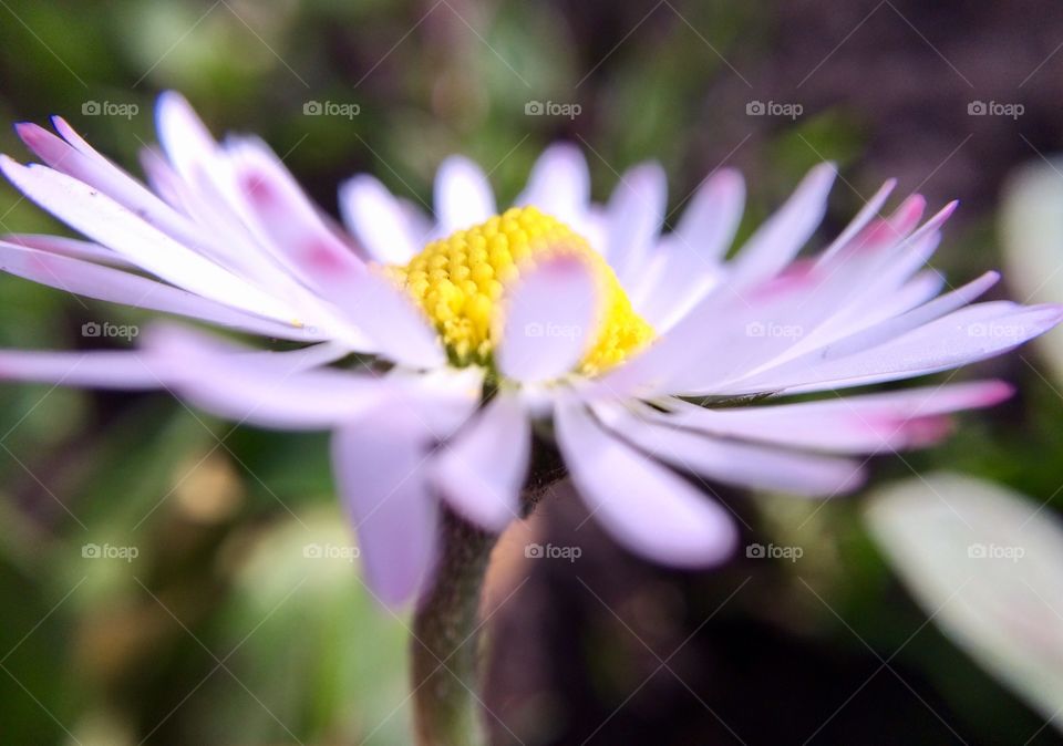 Close-up of purple flower