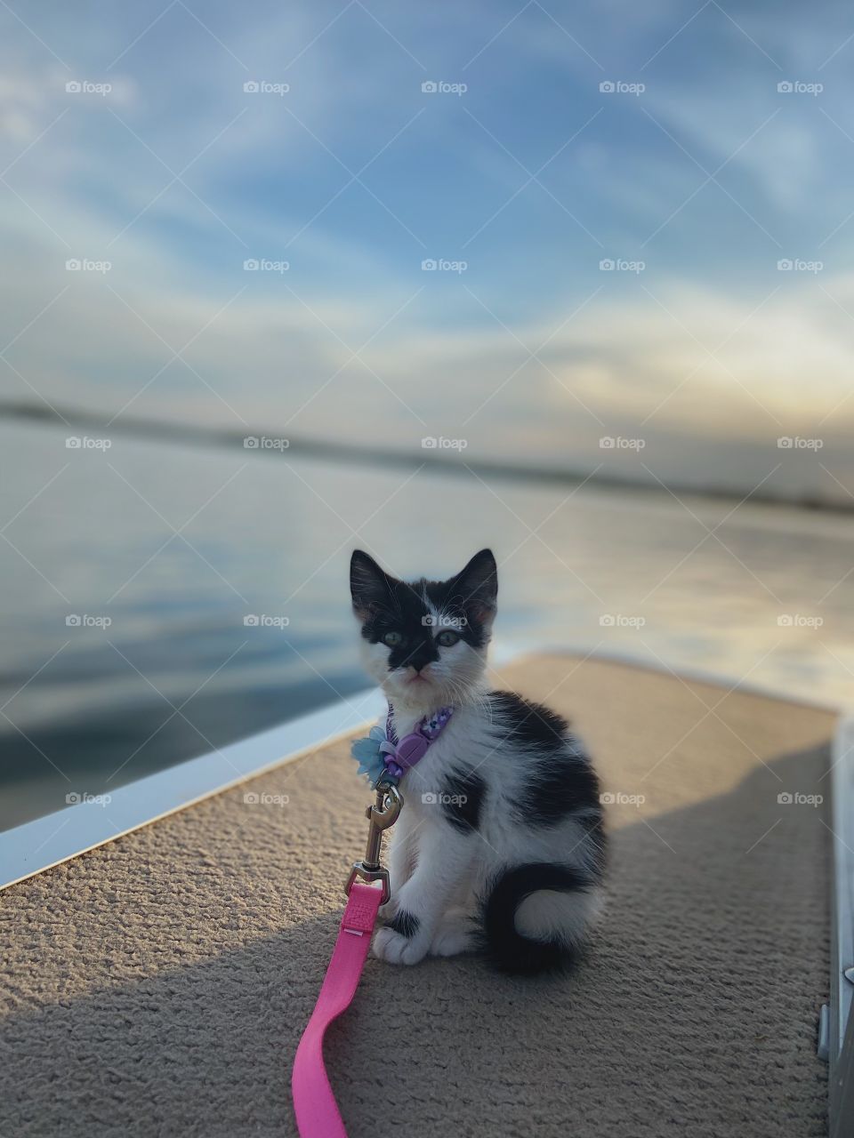 Lake kitty