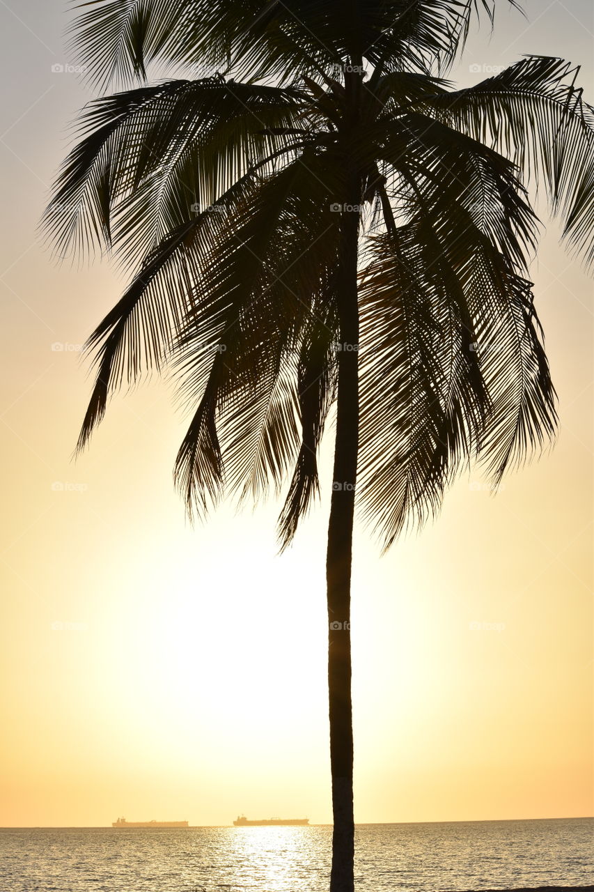 A palm tree in a beautiful sunset 