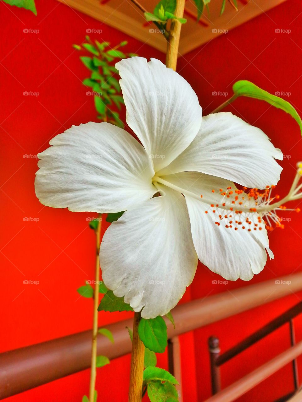 red & white. a flower behind red