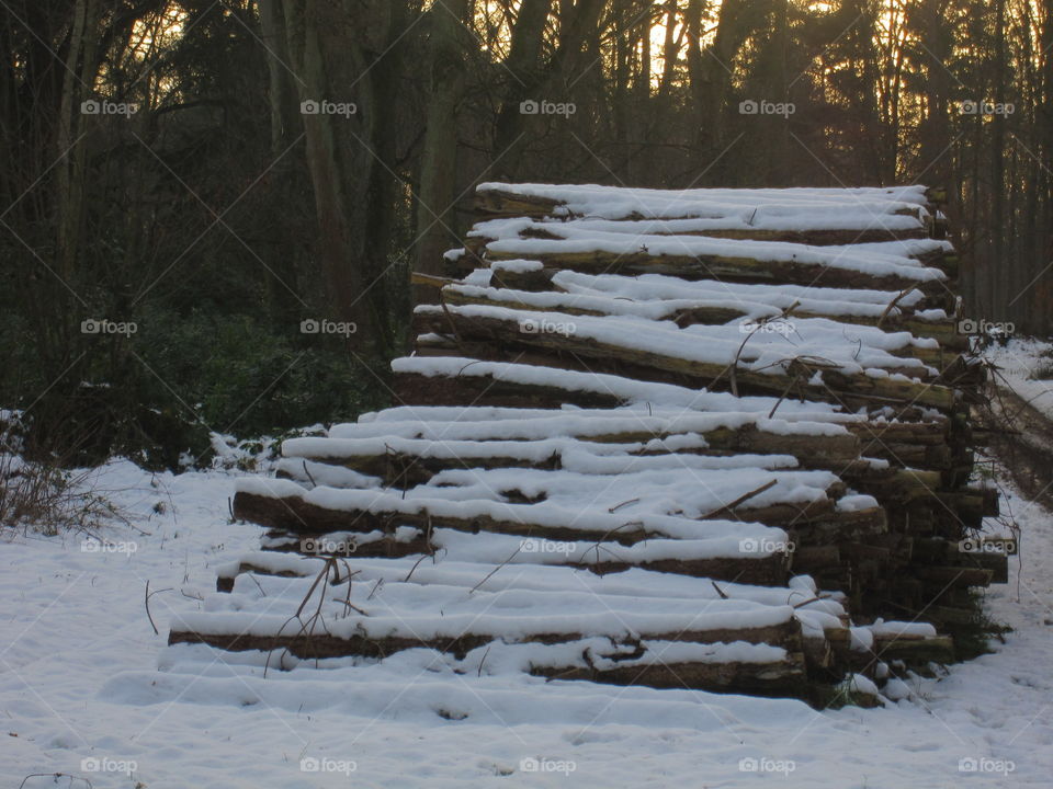 Snow On Logs