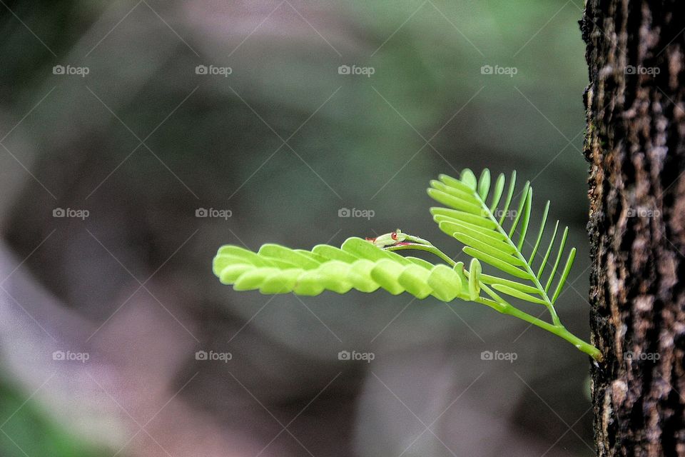 Plant growing on tree trunk